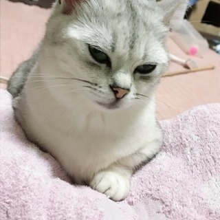 マンチカン♀の里親さん募集中です！の画像