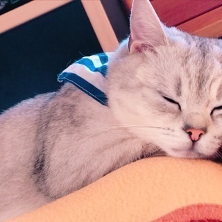 マンチカン♀の里親さん募集中です！ − 岩手県