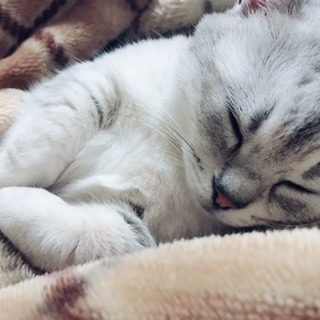 マンチカン♀の里親さん募集中です！ - 猫