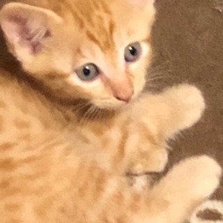 子猫がいます。 - 小山市