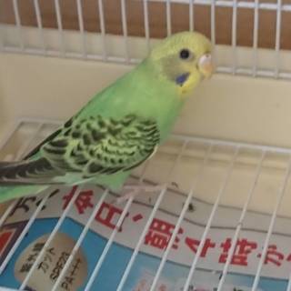 セキセイインコ 里親募集