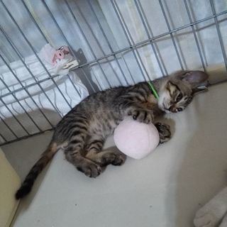 キジちゃんファミリー① − 奈良県