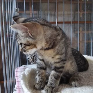 キジちゃんファミリー① - 猫