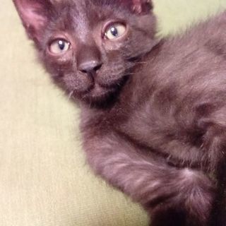 もう少しで2か月の子猫です
