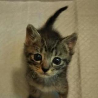 保護猫(約1ヶ月の男の子)里親さん募集