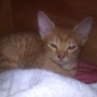 猫のお引き受け先を急募致します。