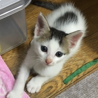 お声掛けあり。オス白ぶち１ヶ月です。