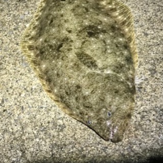 火曜日休みの釣り友募集