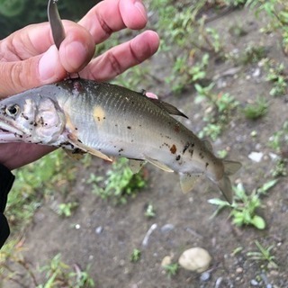 渓流釣り