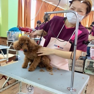 車でラクラク通学！新コース（日曜フリータイム制コース）生徒募集！神戸愛犬美容専門学院姫路校・神戸校（垂水）の画像