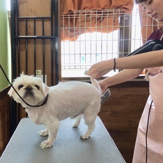 車でラクラク通学！新コース（日曜フリータイム制コース）生徒募集！神戸愛犬美容専門学院姫路校・神戸校（垂水）の画像