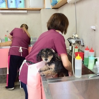 車でラクラク通学！新コース（日曜フリータイム制コース）生徒募集！神戸愛犬美容専門学院姫路校・神戸校（垂水）の画像