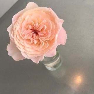 家庭教師orファストフード店で教えます