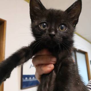 黒猫　オス　子猫　里親募集