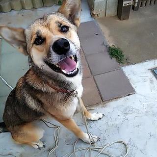 保護犬