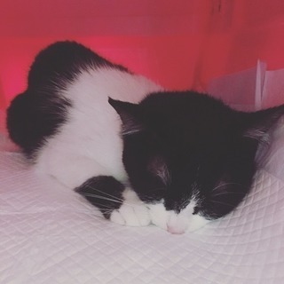 可愛い白黒猫です！2匹で飼いたい方も！