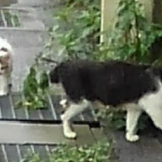 猫好きな方、手伝って下さい(ボランティア)
