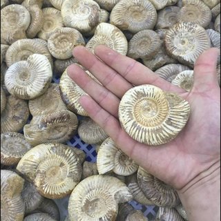 【お盆急募！年齢性別不問】化石発掘体験イベントスタッフ　福井市内...