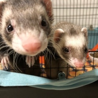フェレット1歳半♂♀2匹同時引き取りのみ