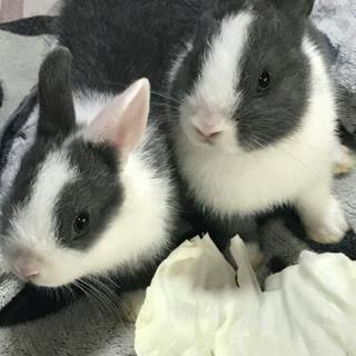 里親が見つかりました。ありがとうございました。