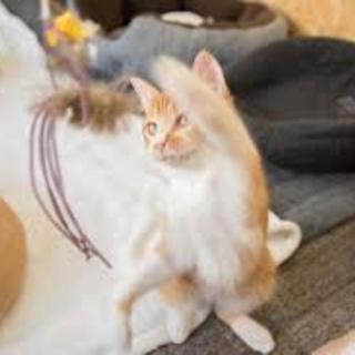 7月28日(土) 猫カフェ街コンパーティー