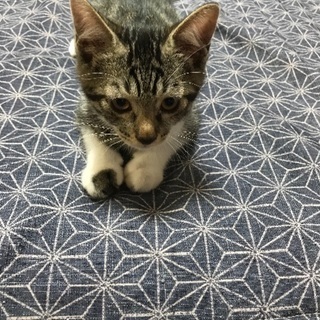 子猫2匹の里親募集致します。 宜しくお願い致します(๑˃̵ᴗ˂̵)