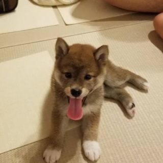 【急募】小柴の里親募集