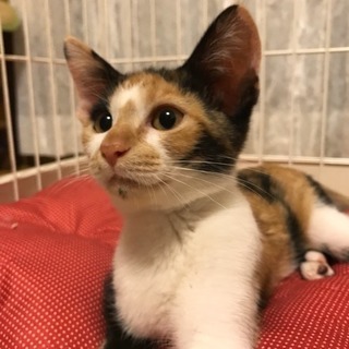 馴れ馴れ三毛猫3ヶ月ぐらい