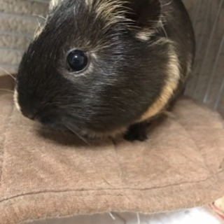 モルモット飼ってくれる方
