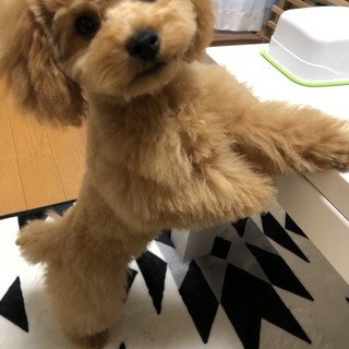 犬友達を募集してます♪ - 佐賀市