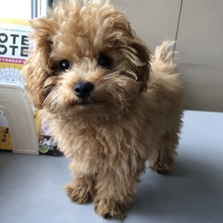犬友達を募集してます♪ - 友達