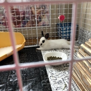 ミニウサギ バンダウサギ3カ月くらい 男の子？