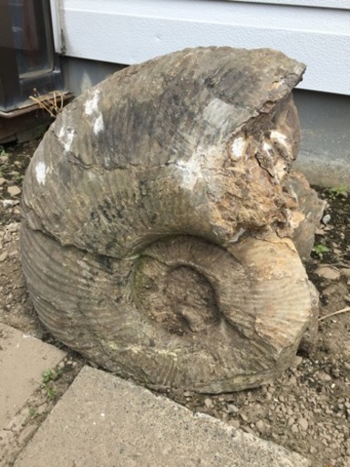 北海道三笠産 アンモナイト 値下げしました