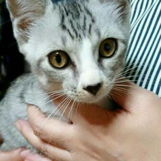 かわいいグレー×白のチビちゃんです。写真追加しました(*^^)