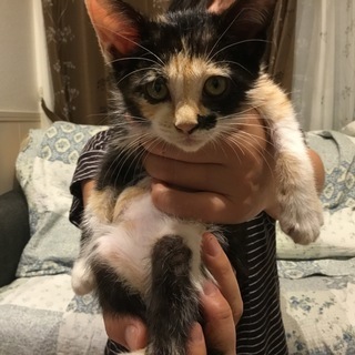 子猫の里親になっていただける方募集中です