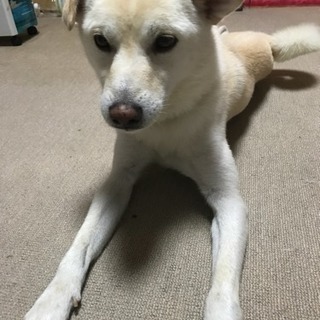 柴犬MIX オス (3歳前後) ドタキャンの為再募集