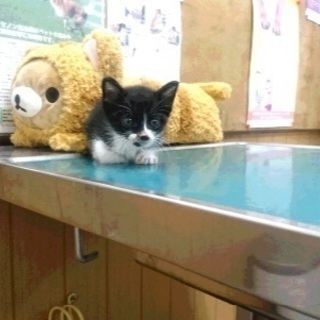里親決定！有難うございました！袋に入れ木に吊るされていた子猫ちゃ...