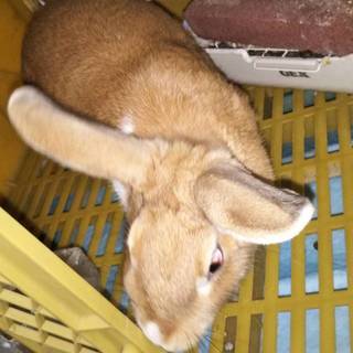 うさぎの里親募集します。残り3羽です。