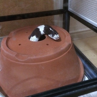 カリキン