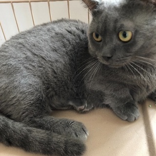 1歳過ぎミヌエット短足くん