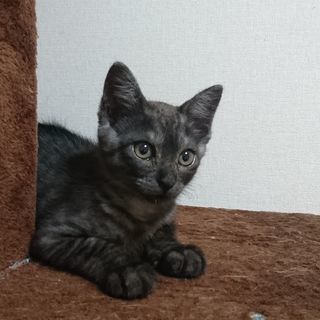 仔猫(3ヶ月未満)の里親様探しています