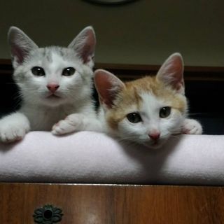色違い仲良し兄妹猫ちゃん里親募集