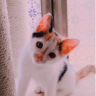 ハート模様あり三毛猫ちゃん