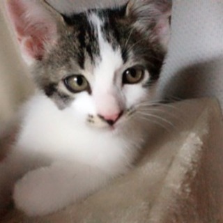 美子猫キジシロちゃん