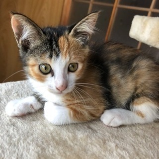 三毛猫ちゃん