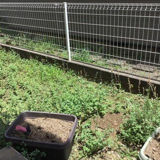 雑草取り（草むしり）をお願いします。