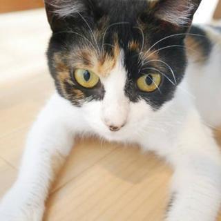 里親様決定しました。(*^^*)