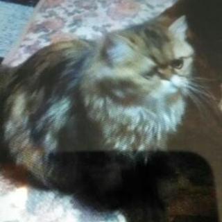ペルシャ猫の里親募集