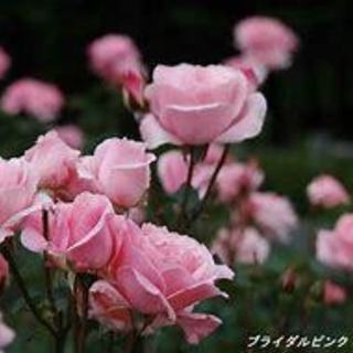 ちょっとしたお出かけ友達募集です♪