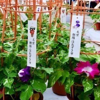 8月もやります！ 1 Day♪ ゆかたレッスンの画像